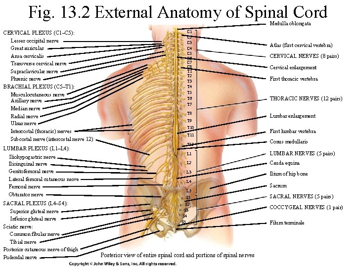 Fig. 13. 2 External Anatomy of Spinal Cord Medulla oblongata CERVICAL PLEXUS (C 1–C