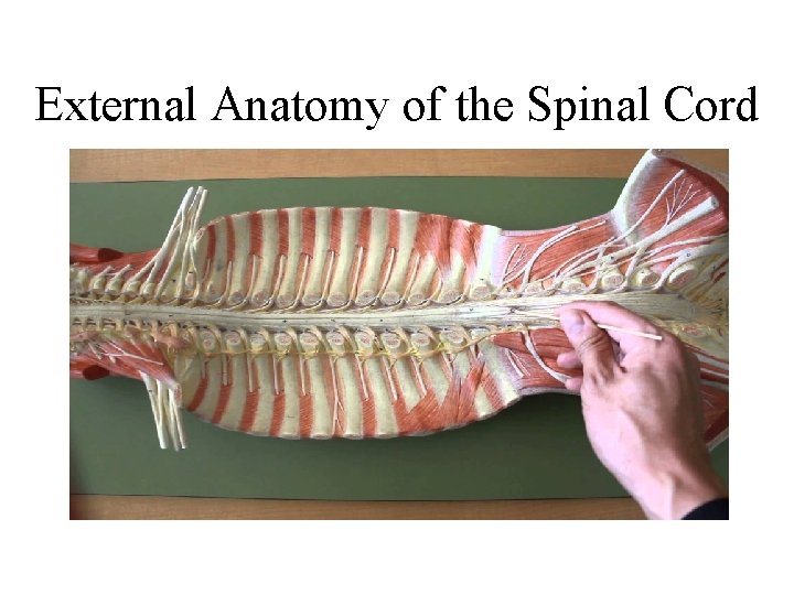 External Anatomy of the Spinal Cord 