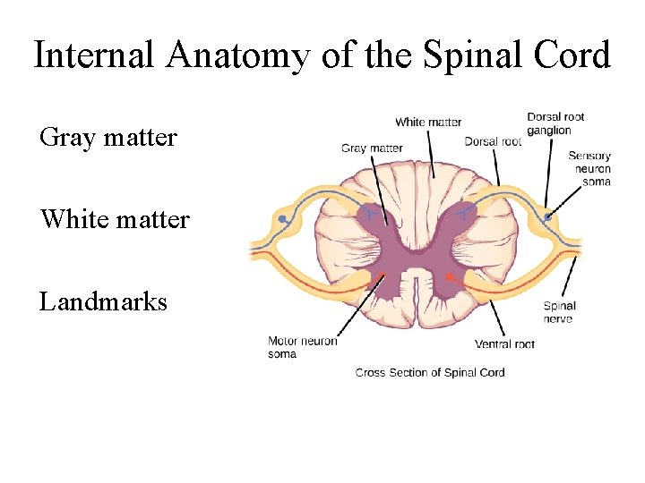 Internal Anatomy of the Spinal Cord Gray matter White matter Landmarks 