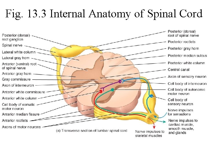 Fig. 13. 3 Internal Anatomy of Spinal Cord 