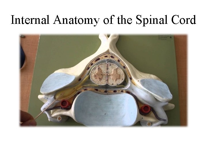 Internal Anatomy of the Spinal Cord 