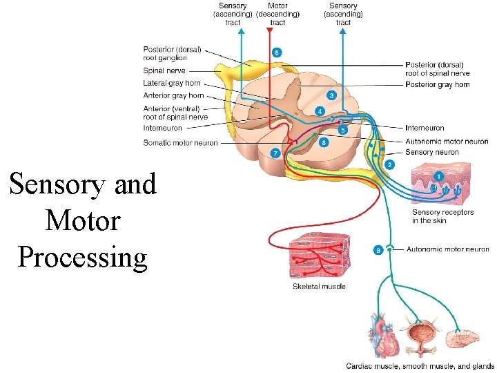 Sensory and Motor Processing 