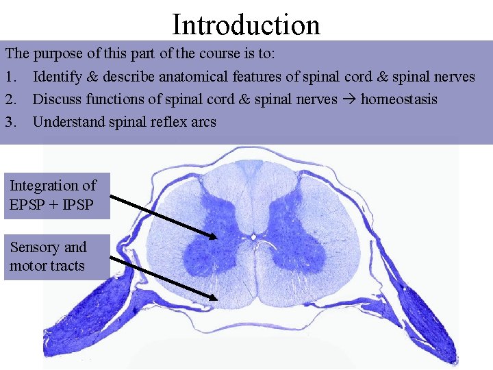 Introduction The purpose of this part of the course is to: 1. Identify &