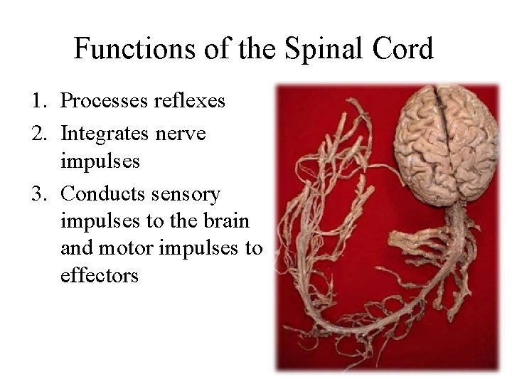 Functions of the Spinal Cord 1. Processes reflexes 2. Integrates nerve impulses 3. Conducts