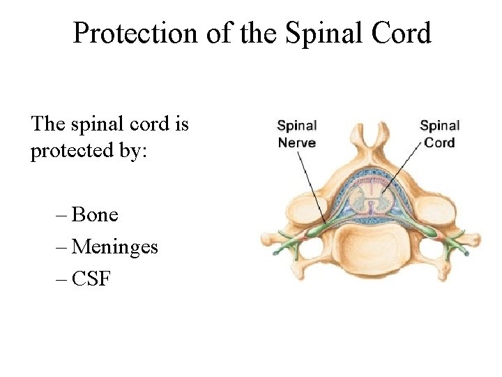 Protection of the Spinal Cord The spinal cord is protected by: – Bone –