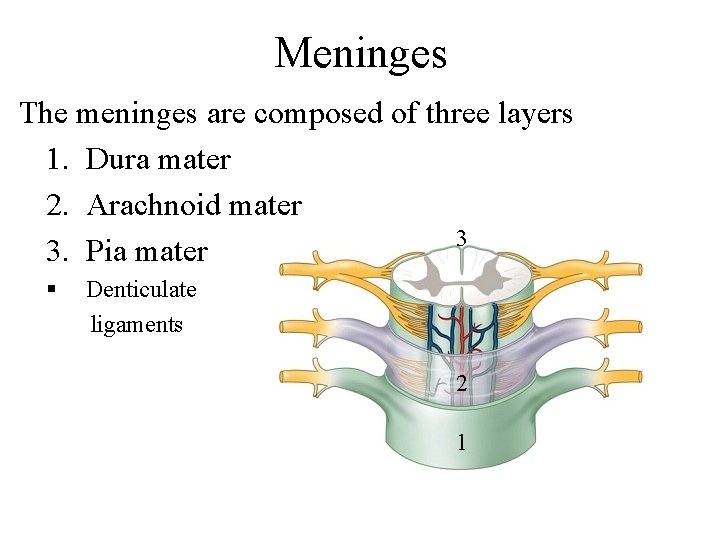 Meninges The meninges are composed of three layers 1. Dura mater 2. Arachnoid mater