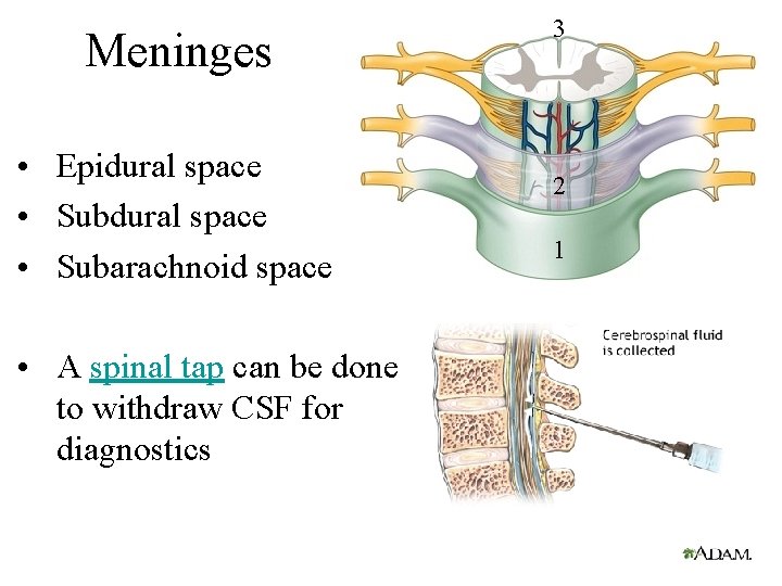 Meninges • Epidural space • Subarachnoid space • A spinal tap can be done