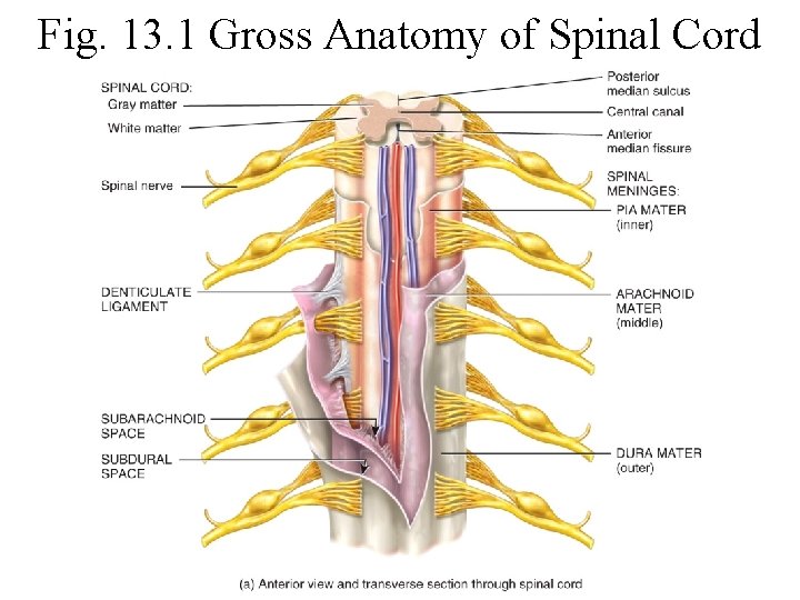 Fig. 13. 1 Gross Anatomy of Spinal Cord 