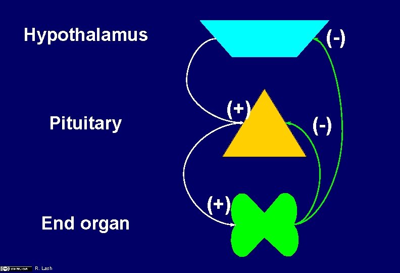 Hypothalamus Pituitary End organ R. Lash (-) (+) (-) 