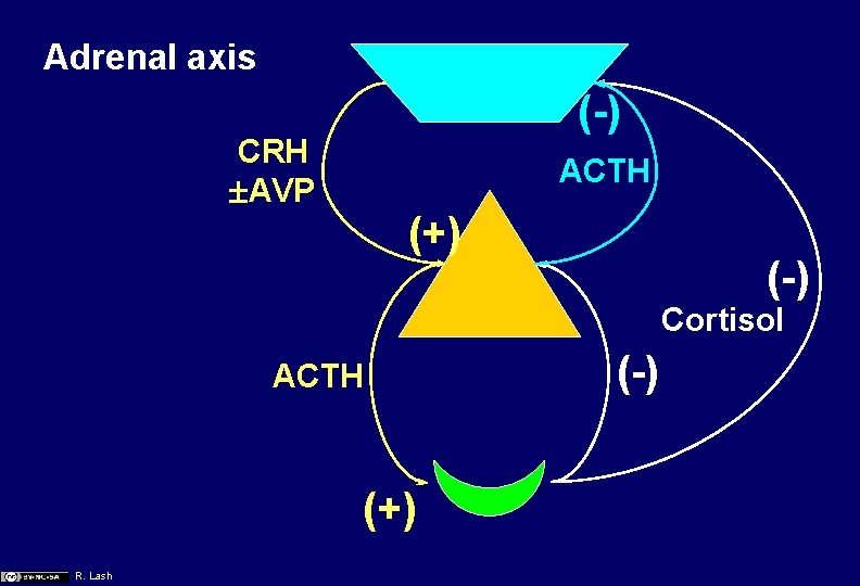 Adrenal axis (-) CRH AVP ACTH (+) (-) Cortisol ACTH (+) R. Lash (-)