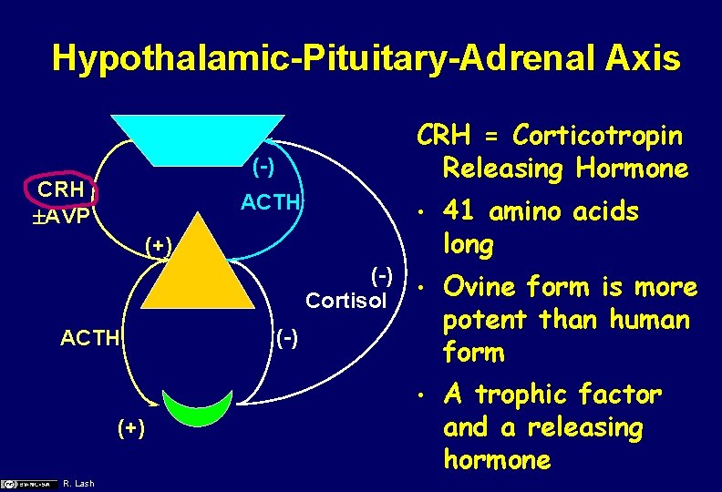 Hypothalamic-Pituitary-Adrenal Axis CRH = Corticotropin Releasing Hormone (-) CRH AVP ACTH • 41 amino