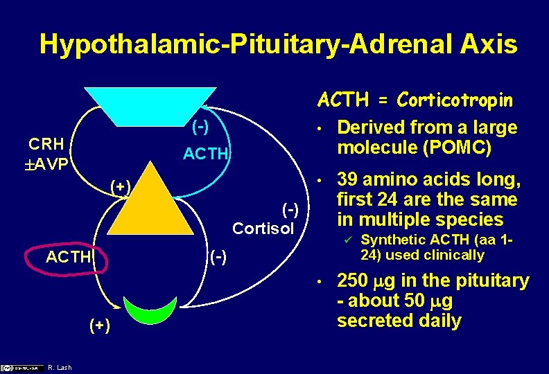 Hypothalamic-Pituitary-Adrenal Axis ACTH = Corticotropin • Derived from a large molecule (POMC) (-) CRH