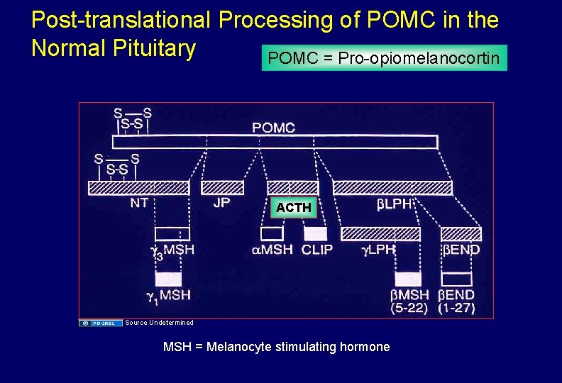 Post-translational Processing of POMC in the Normal Pituitary POMC = Pro-opiomelanocortin ACTH Source Undetermined
