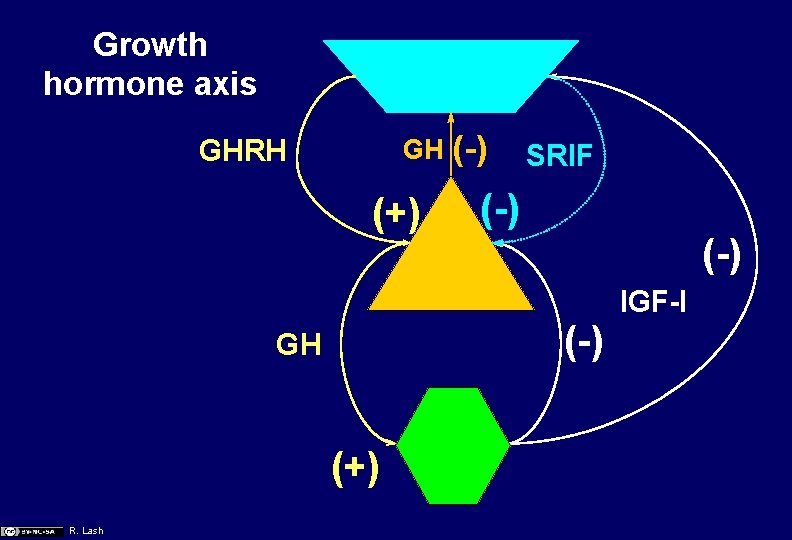 Growth hormone axis GH GHRH (+) SRIF (-) (-) GH (+) R. Lash (-)