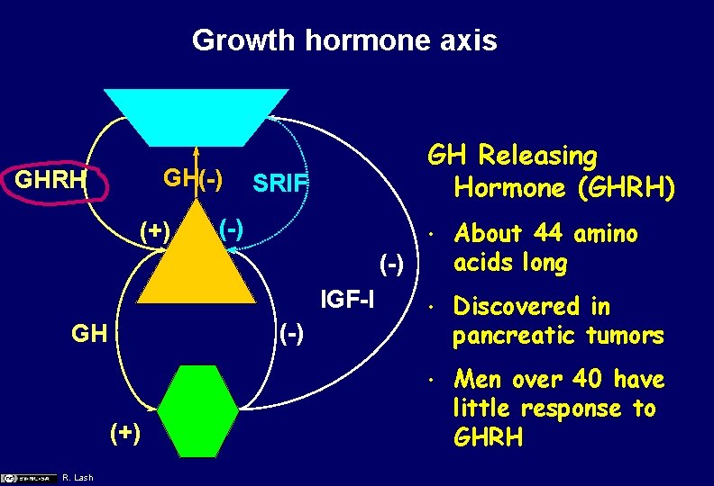 Growth hormone axis GH(-) GHRH (+) GH Releasing Hormone (GHRH) SRIF (-) • About