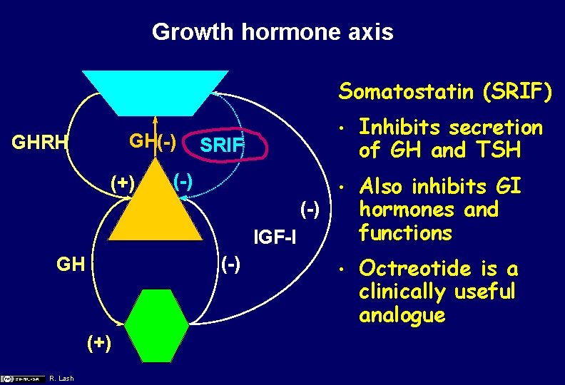 Growth hormone axis Somatostatin (SRIF) GH(-) GHRH (+) SRIF (-) • Inhibits secretion of