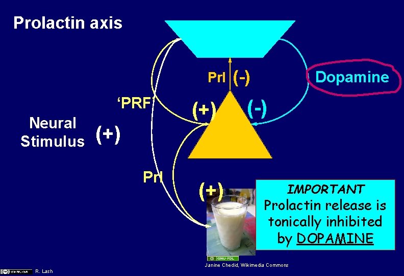 Prolactin axis Prl ‘PRF’ Neural Stimulus (+) (-) Dopamine (-) (+) Prl (+) IMPORTANT