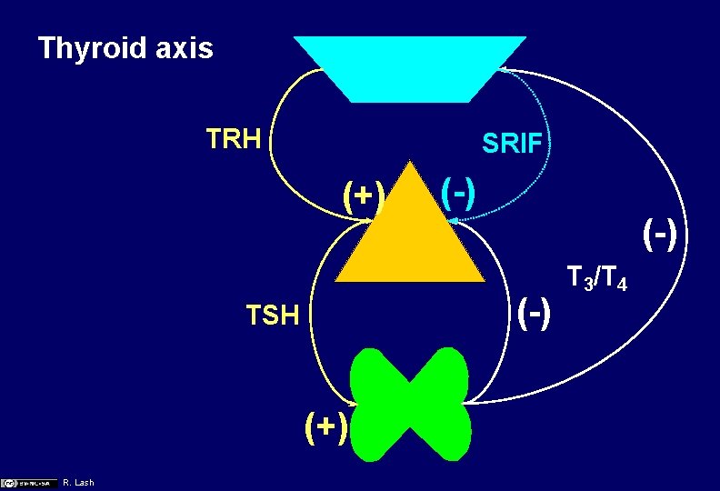 Thyroid axis TRH SRIF (+) (-) TSH (+) R. Lash (-) T 3/T 4