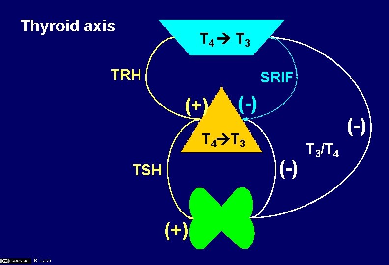 Thyroid axis T 4 T 3 TRH SRIF (+) (-) T 4 T 3