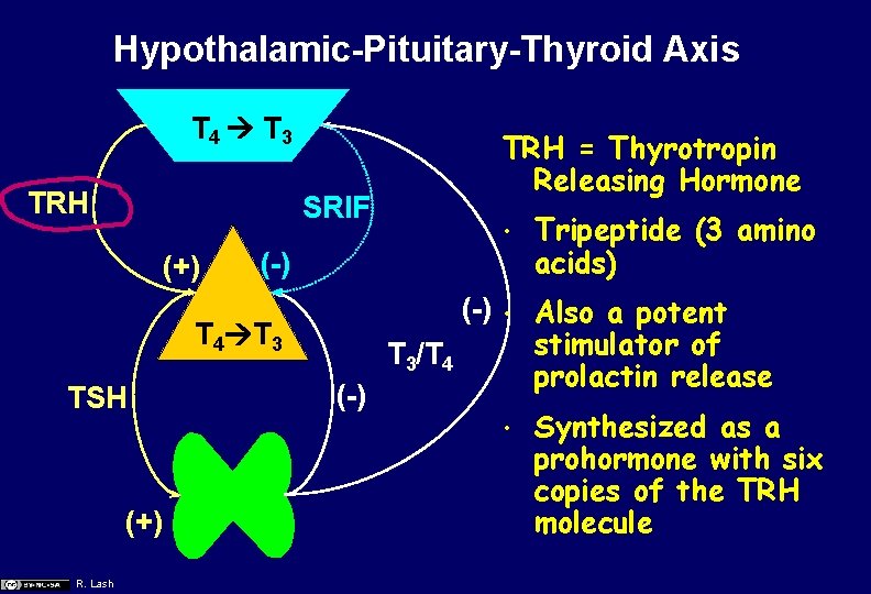 Hypothalamic-Pituitary-Thyroid Axis T 4 T 3 TRH SRIF (+) TSH (+) • Tripeptide (3
