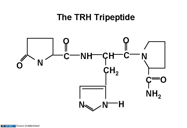 The TRH Tripeptide O O O N C NH CH 2 N Source Undetermined