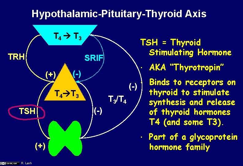 Hypothalamic-Pituitary-Thyroid Axis T 4 T 3 TRH SRIF (+) (-) T 4 T 3