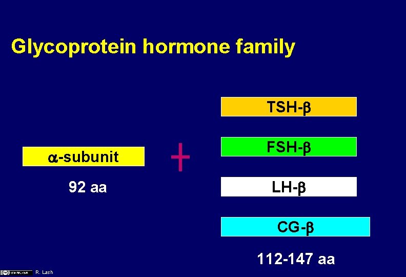 Glycoprotein hormone family TSH-b a-subunit 92 aa FSH-b LH-b CG-b 112 -147 aa R.