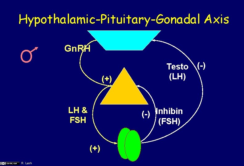 Hypothalamic-Pituitary-Gonadal Axis O Gn. RH (+) LH & FSH (-) Inhibin (FSH) (+) R.