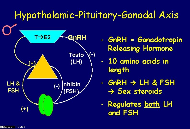 Hypothalamic-Pituitary-Gonadal Axis O T E 2 (+) LH & FSH Gn. RH • Testo