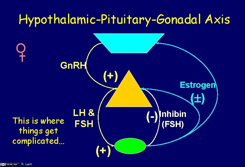 Hypothalamic-Pituitary-Gonadal Axis O Gn. RH (+) Estrogen ( ) LH & This is where
