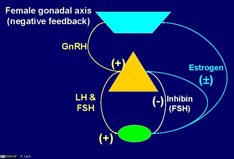 Female gonadal axis (negative feedback) Gn. RH (+) Estrogen ( ) LH & FSH