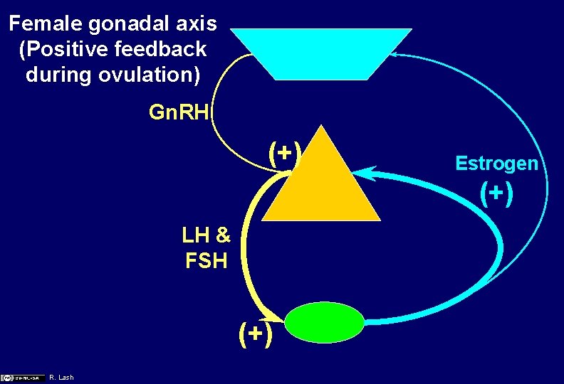 Female gonadal axis (Positive feedback during ovulation) Gn. RH (+) Estrogen (+) LH &