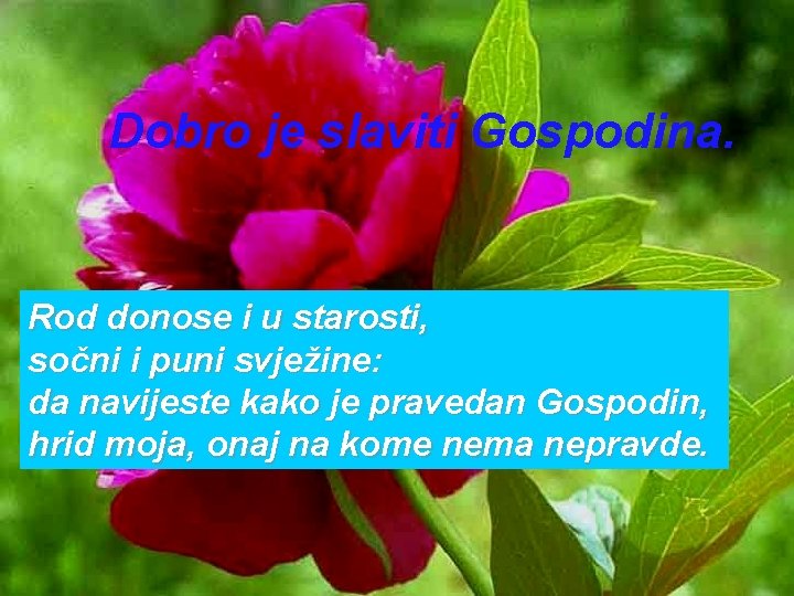 Dobro je slaviti Gospodina. Rod donose i u starosti, sočni i puni svježine: da