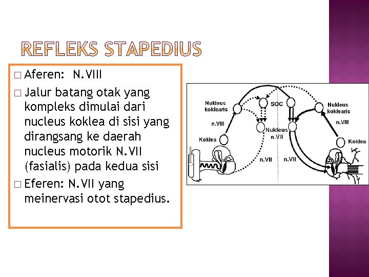 � Aferen: N. VIII � Jalur batang otak yang kompleks dimulai dari nucleus koklea