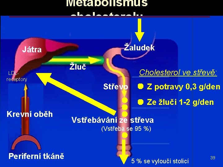 Metabolismus cholesterolu Žaludek Játra LDLreceptory Žluč Cholesterol ve střevě: Střevo Z potravy 0, 3
