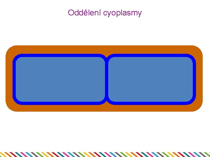 Oddělení cyoplasmy 
