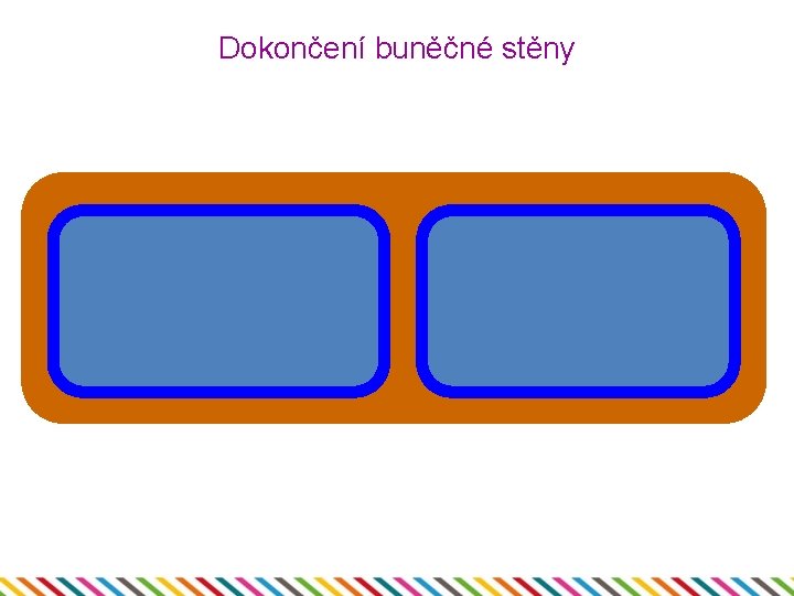 Dokončení buněčné stěny 