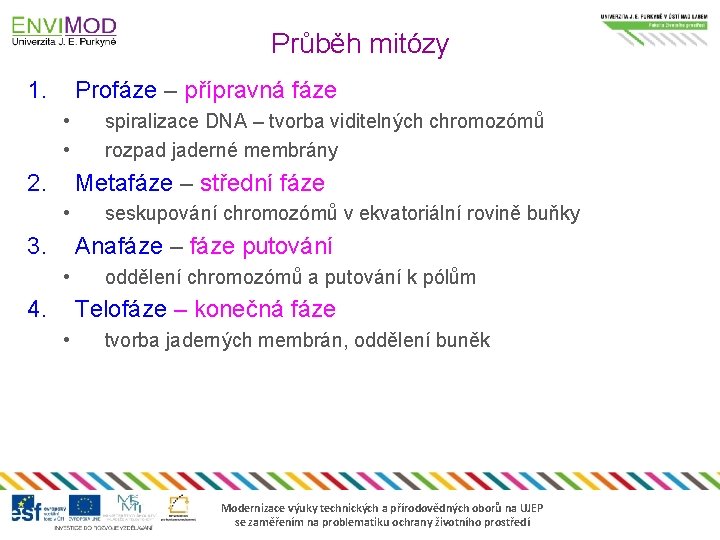 Průběh mitózy 1. Profáze – přípravná fáze • • 2. spiralizace DNA – tvorba