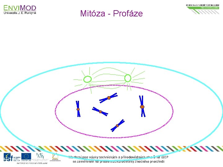 Mitóza - Profáze Modernizace výuky technických a přírodovědných oborů na UJEP se zaměřením na