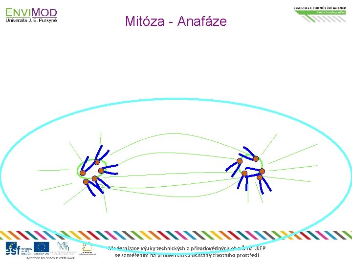 Mitóza - Anafáze Modernizace výuky technických a přírodovědných oborů na UJEP se zaměřením na