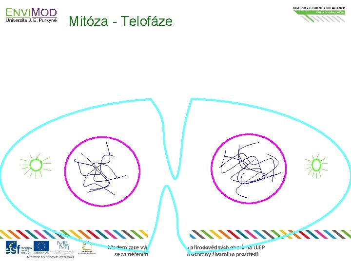 Mitóza - Telofáze Modernizace výuky technických a přírodovědných oborů na UJEP se zaměřením na