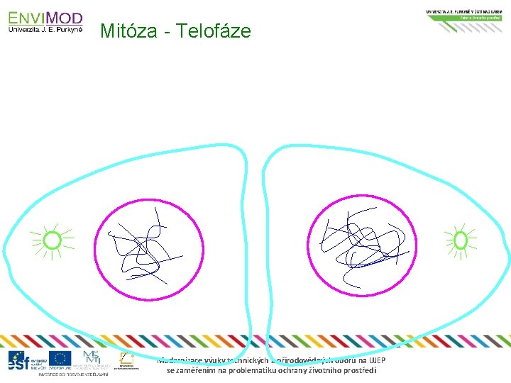 Mitóza - Telofáze Modernizace výuky technických a přírodovědných oborů na UJEP se zaměřením na