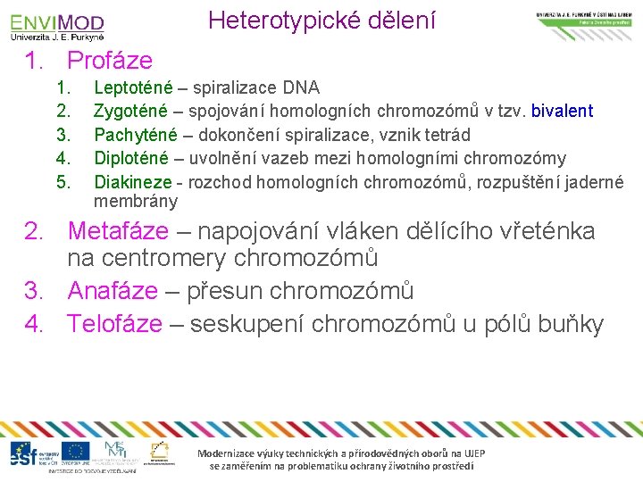 Heterotypické dělení 1. Profáze 1. 2. 3. 4. 5. Leptoténé – spiralizace DNA Zygoténé