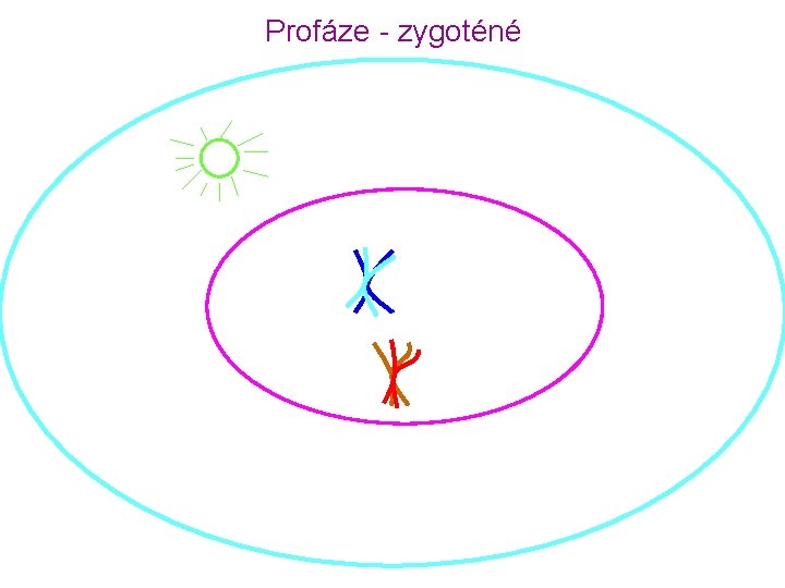 Profáze - zygoténé 