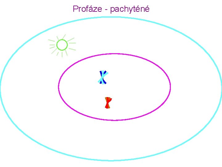 Profáze - pachyténé 