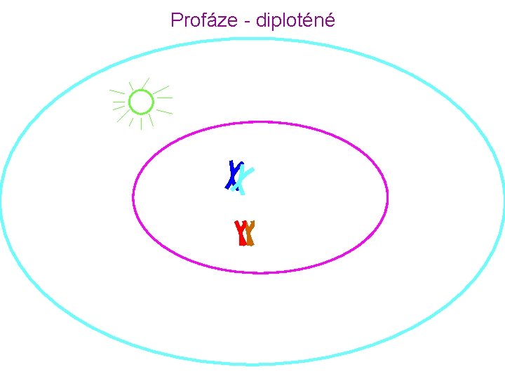 Profáze - diploténé 