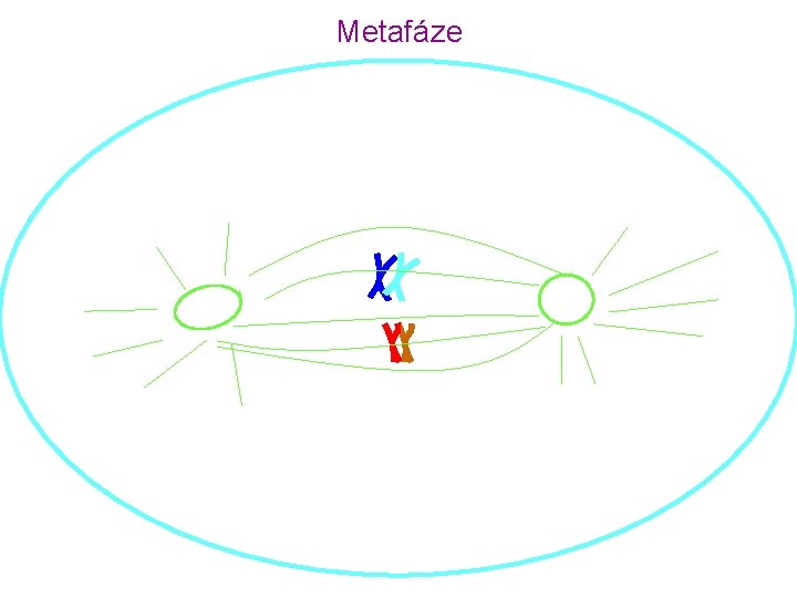 Metafáze 