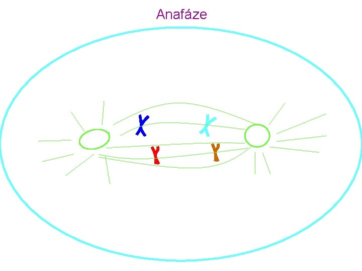 Anafáze 