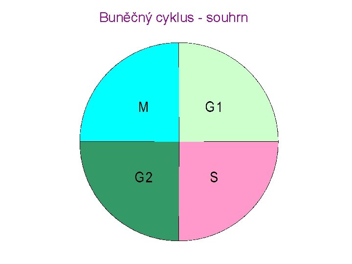 Buněčný cyklus - souhrn 