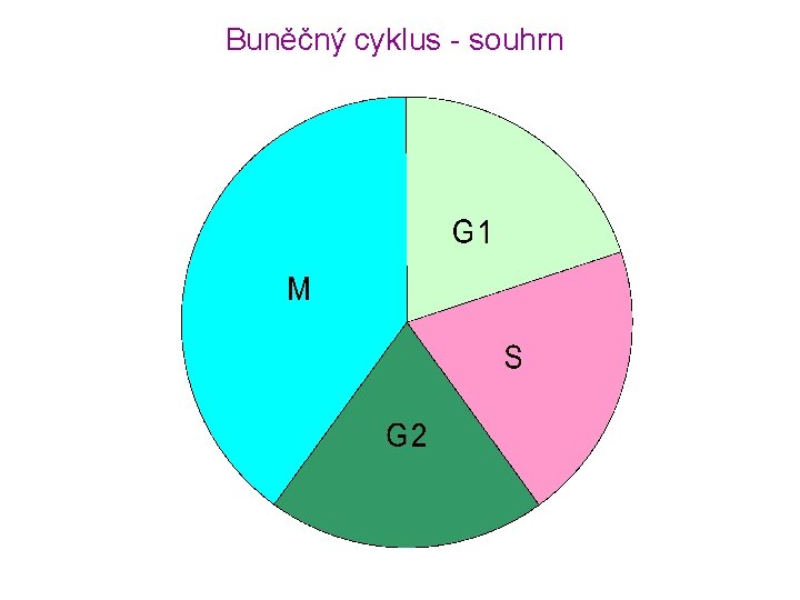 Buněčný cyklus - souhrn 